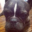 Hank ist mit 13 Jahren gestorben