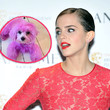 Emma Watson ging jetzt mit einem pinken Hund spazieren 