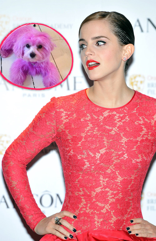Emma Watson ging jetzt mit einem pinken Hund spazieren Emma Watson ging jetzt mit einem pinken Hund spazieren
