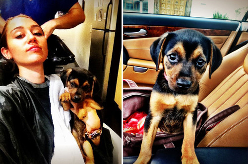 Miley Cyrus und ihr neues Hündchen Happy Miley Cyrus und ihr neues Hündchen Happy
