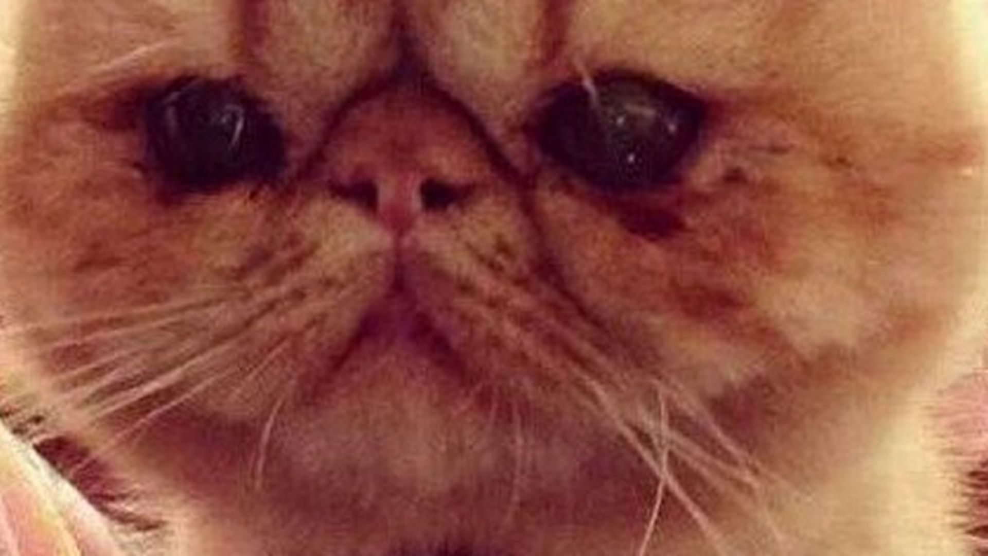 Where S Justin Biebers Cat Tuts Where S Justin Biebers Cat Tuts