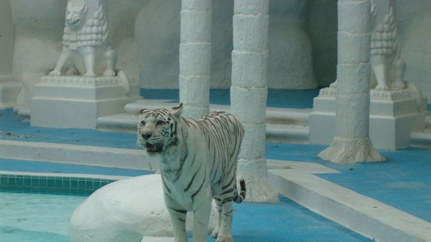 Siegfried Und Roy Letzter Auftritt Siegfried Und Roy Letzter Auftritt