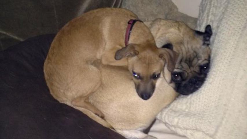 Anna Faris' Chihuahua Pete mit Mops-Kollege Bonzo