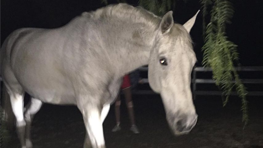 Constantine, das Pferd von Schauspielerin Noah Cyrus