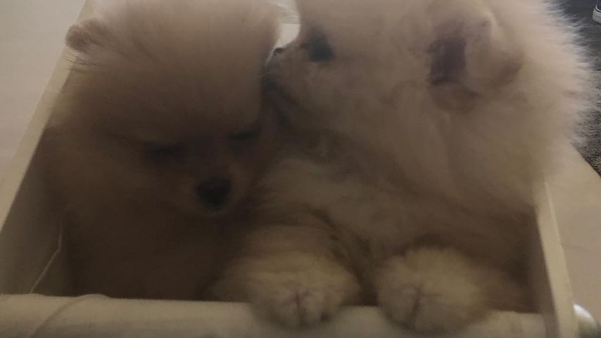 Die Hunde von North West und Penelope Disick