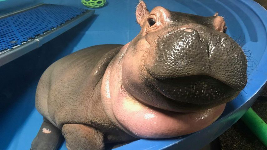 Fiona, the Hippo! Dieses süße Baby-Nilpferd erobert das Netz