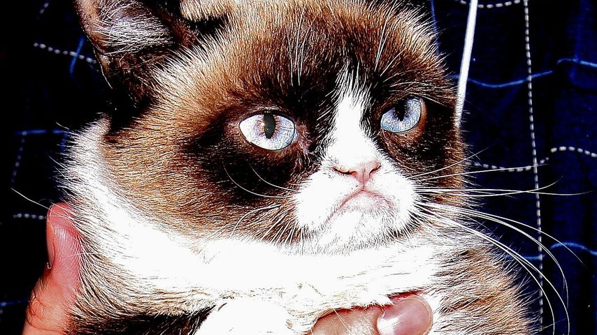 Grumpy Cat
