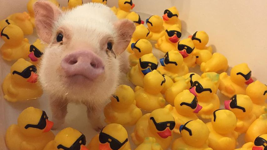 Tierisch süß! Bade-Spaß mit Hank dem Hausschwein