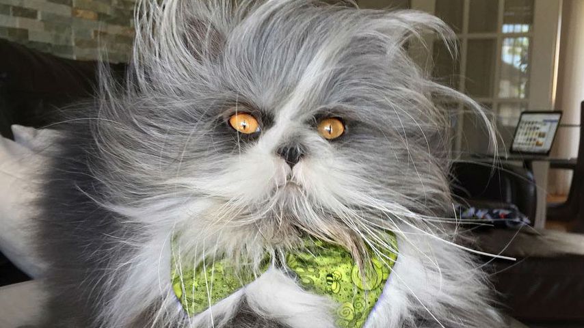 Todesblick: "Grusel-Kater" Atchoum ist der Miezenmafia-Boss