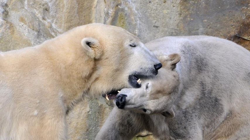 Knut