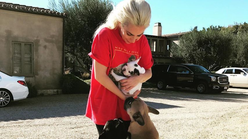 Lady Gaga mit ihren Hunden
