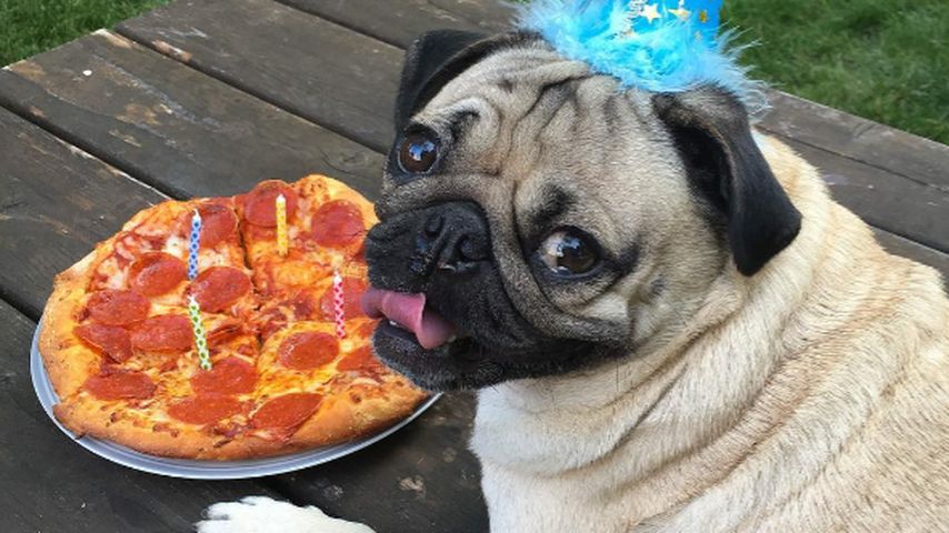 Mops "Doug The Pug", Instagram-Star