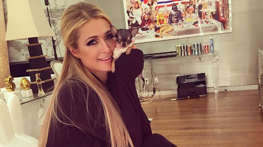 Paris Hilton und ihr Chihuahua-Welpe