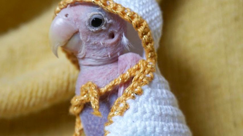 Nackt & niedlich: Hier kommt Rhea, der Papagei ohne Federn