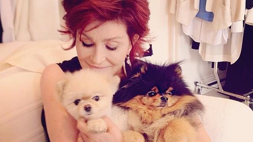 Sharon Osbourne kuschelt mit ihren Hunden