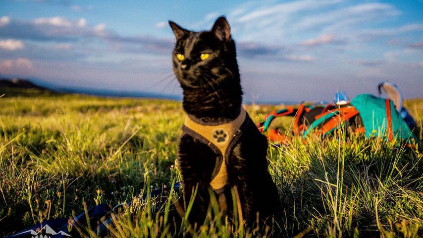 Backpacking Kitty: Reisender Kater Simon erobert das Netz!