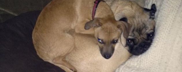 Anna Faris' Chihuahua Pete mit Mops-Kollege Bonzo Anna Faris' Chihuahua Pete mit Mops-Kollege Bonzo
