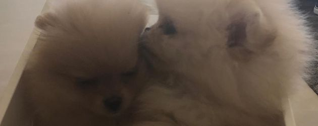 Die Hunde von North West und Penelope Disick Die Hunde von North West und Penelope Disick