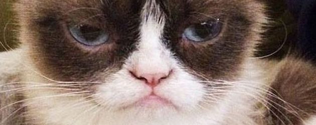 Grumpy Cat Grumpy Cat
