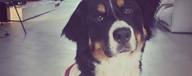 Jan Leyks Hund Bruno ist auch ein Fußballfan Jan Leyks Hund Bruno ist auch ein Fußballfan