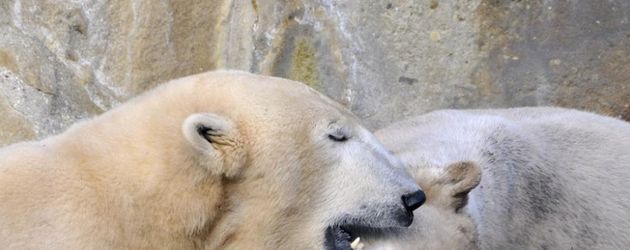 Knut Knut