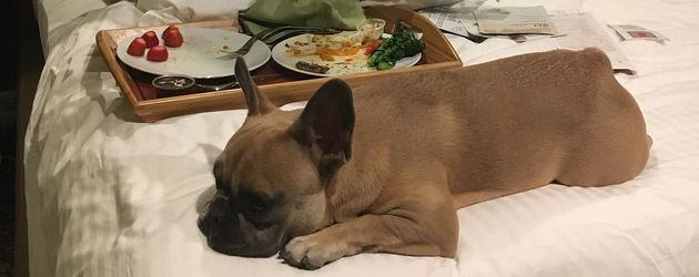 Lady Gaga mit einer ihrer Bulldoggen Lady Gaga mit einer ihrer Bulldoggen