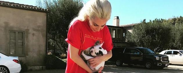 Lady Gaga mit ihren Hunden Lady Gaga mit ihren Hunden