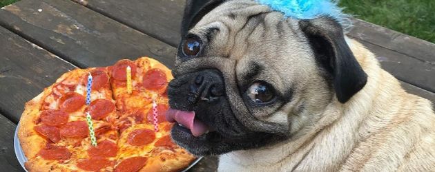 Mops "Doug The Pug", Instagram-Star Mops "Doug The Pug", Instagram-Star