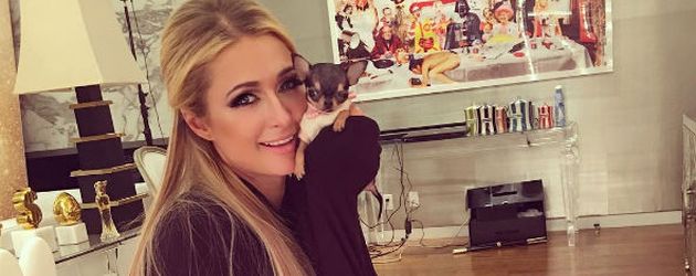 Paris Hilton und ihr Chihuahua-Welpe Paris Hilton und ihr Chihuahua-Welpe
