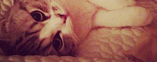 Taylor Swift Taylor Swift